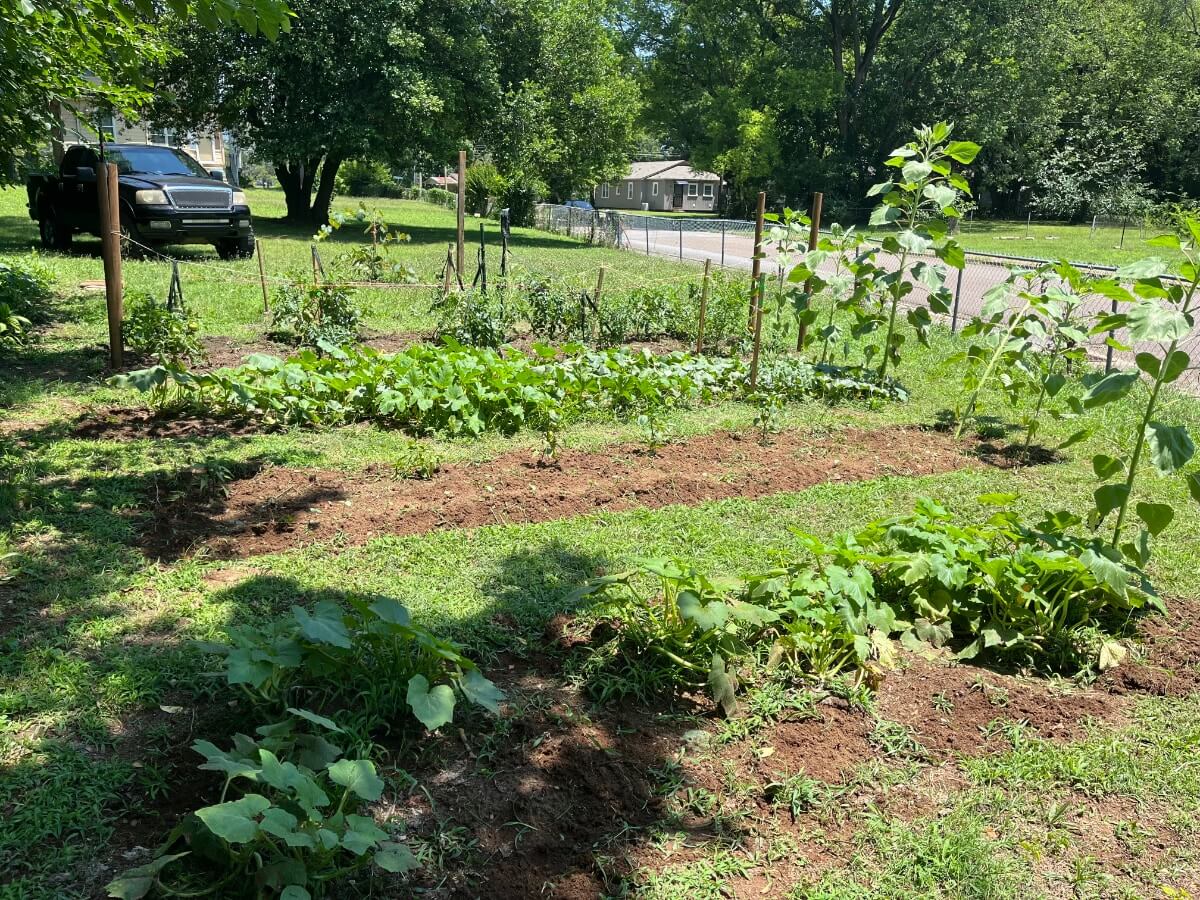 A photo of the community garden at Drake House, taken from the perspective of the house, so that the street, a parked vehicle, and distant neighboring houses are visible in the background. There are rows of leafy vegetables as well as staked plants, and the grass and leafy trees are various shades of green, suggesting the photo was taken in early-to-mid summer.